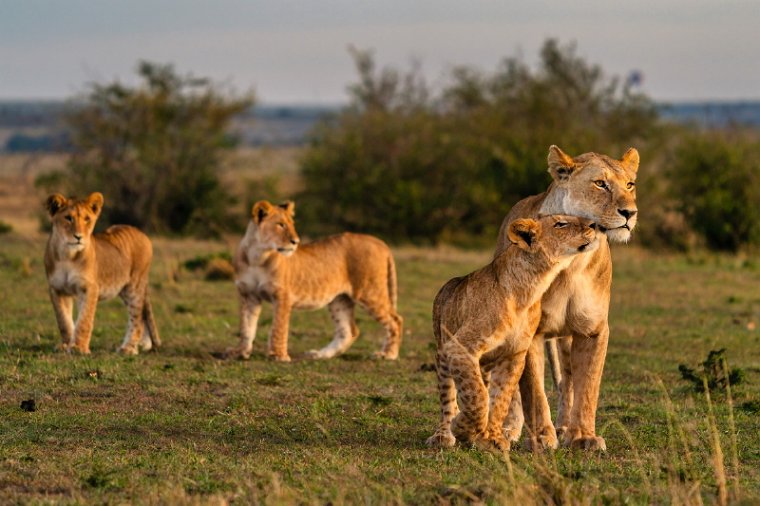 060 Masai Mara.jpg